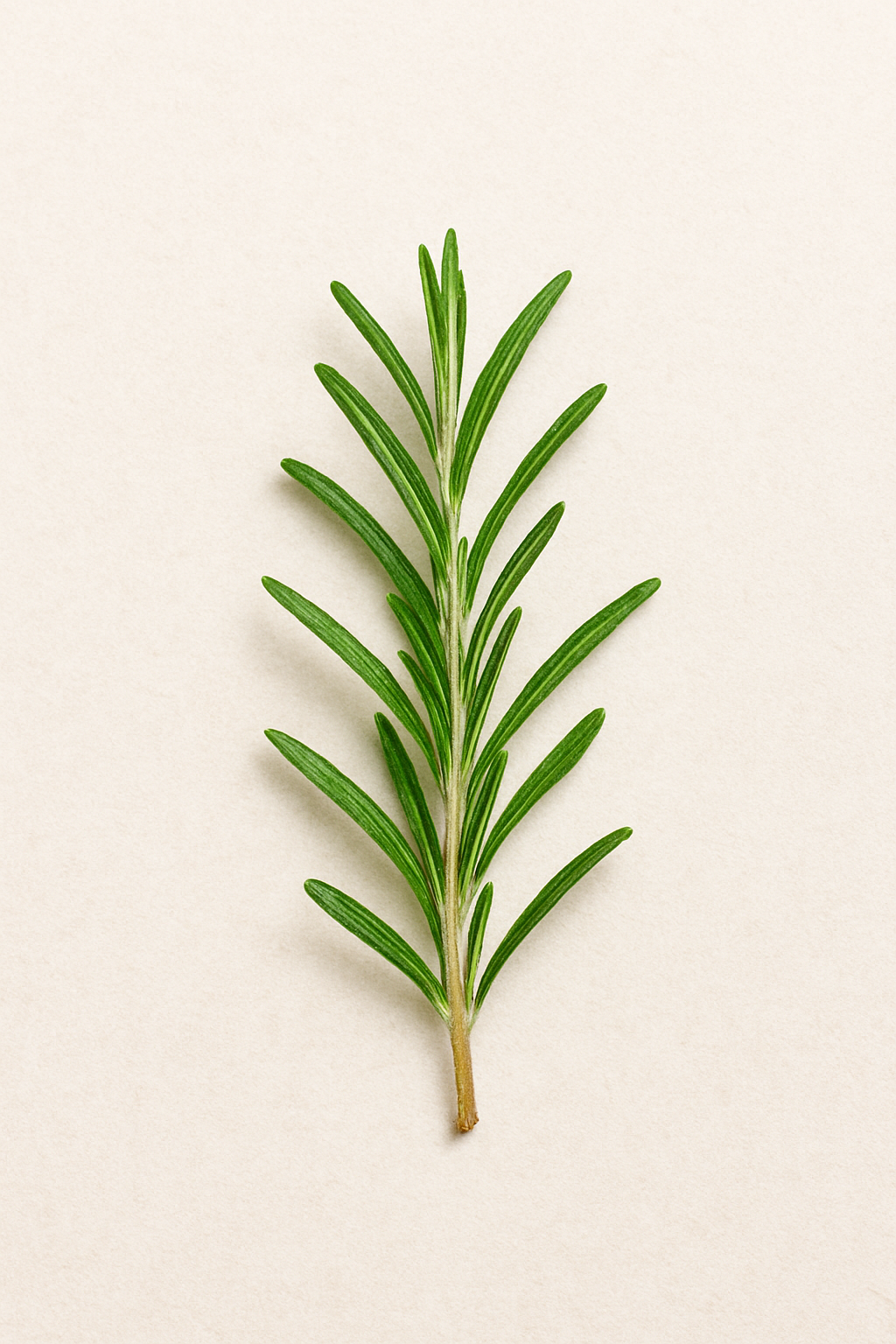 Chá de alecrim em uma xícara